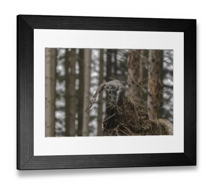 Framed Print : One great grey owl (Strix nebulosa) flying through a spruce forest