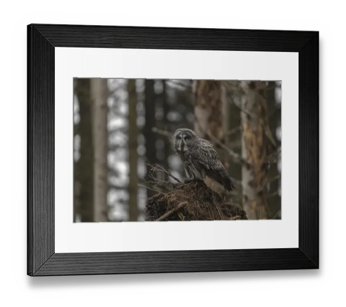 Framed Print : One great grey owl (Strix nebulosa) sitting on the root of a fallen spruce tree