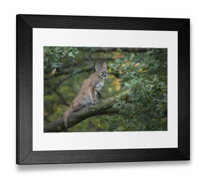 Framed Print : One young cougar, Puma concolor Framed Print : One young cougar, Puma concolor