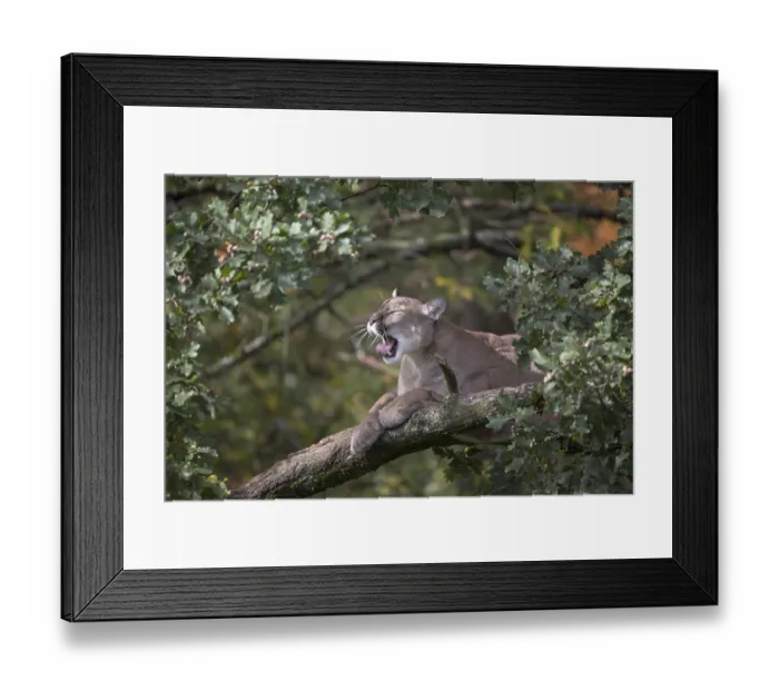Framed Print : One adult cougar, Puma concolor