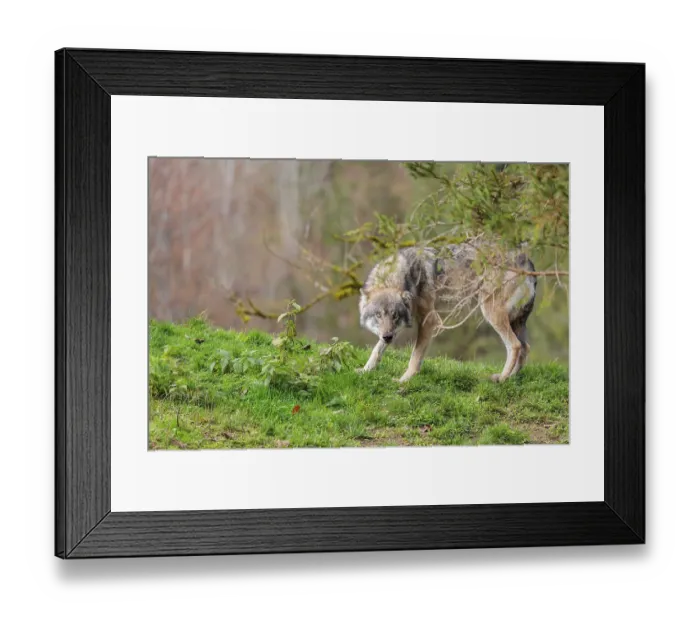Framed Print : A male eurasian grey wolf (Canis lupus lupus)