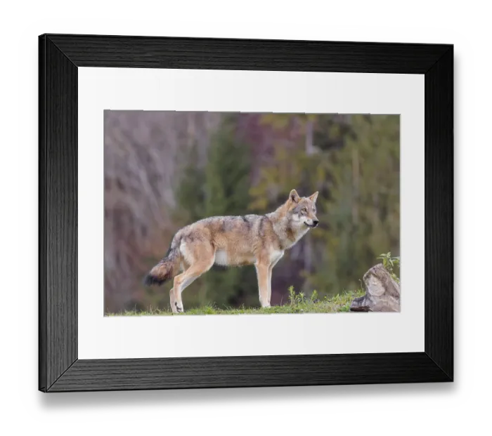 Framed Print : A female eurasian grey wolf (Canis lupus lupus) stands on green meadow on top of a hill Framed Print : A female eurasian grey wolf (Canis lupus lupus) stands on green meadow on top of a hill