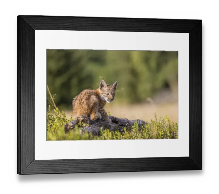 Framed Print : One young (10 weeks old) male Eurasian lynx Framed Print : One young (10 weeks old) male Eurasian lynx