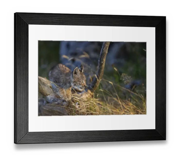 Framed Print : One young (10 weeks old) male Eurasian lynx