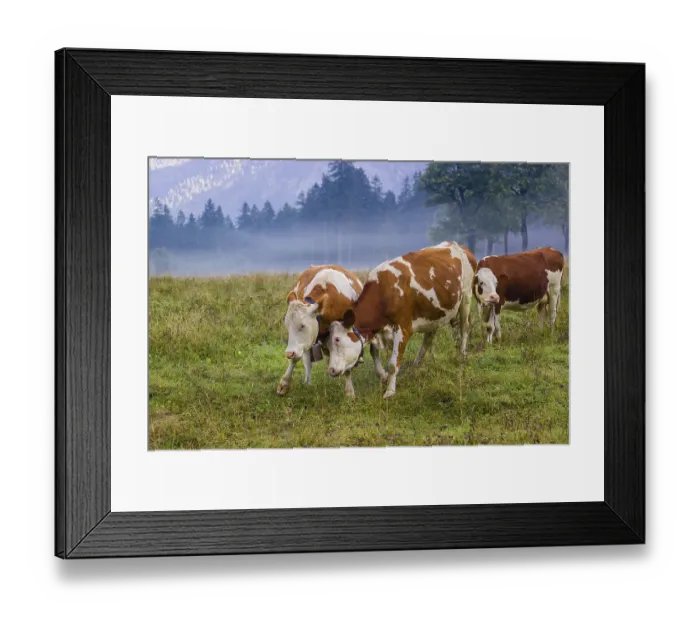 Framed Print : Two Holstein Friesian cows stand fighting in a meadow on a foggy day Framed Print : Two Holstein Friesian cows stand fighting in a meadow on a foggy day