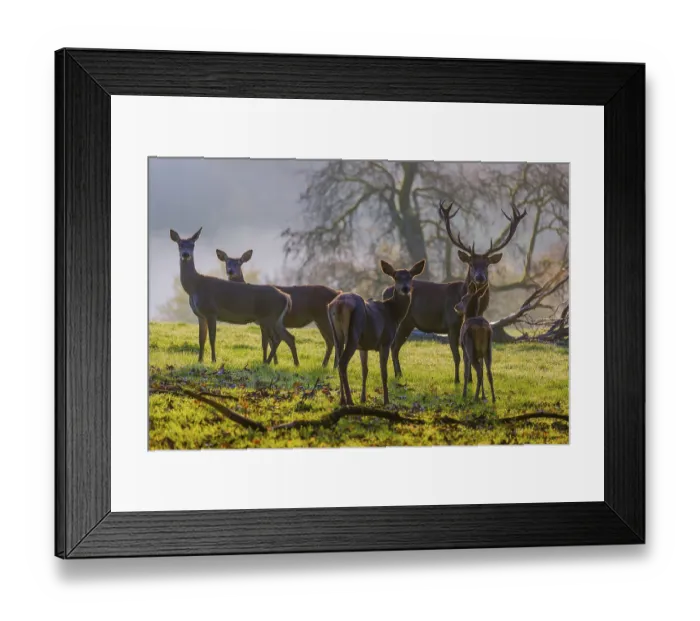 Framed Print : A herd of red deer hind and a stag (Cervus elaphus) stand backlit on a meadow Framed Print : A herd of red deer hind and a stag (Cervus elaphus) stand backlit on a meadow