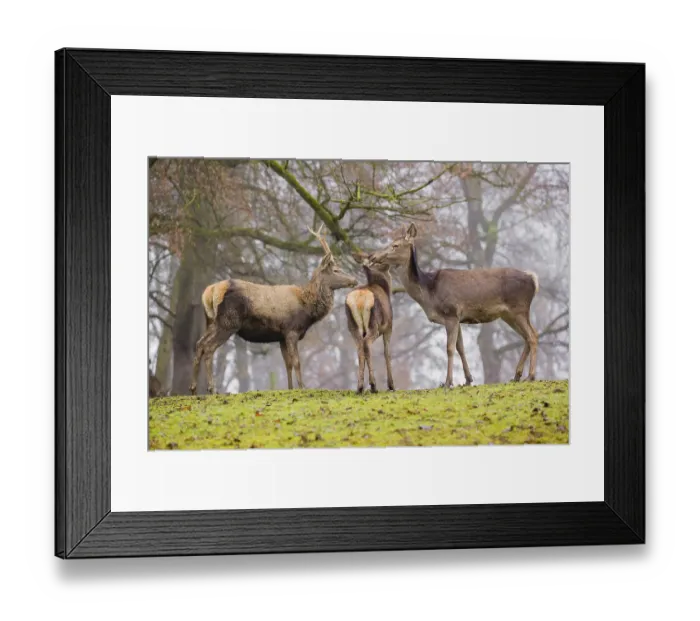 Framed Print : A Red Deer hind with her calf (Cervus elaphus) and a young stag stand on a green meadow at a forest edge on a foggy day Framed Print : A Red Deer hind with her calf (Cervus elaphus) and a young stag stand on a green meadow at a forest edge on a foggy day