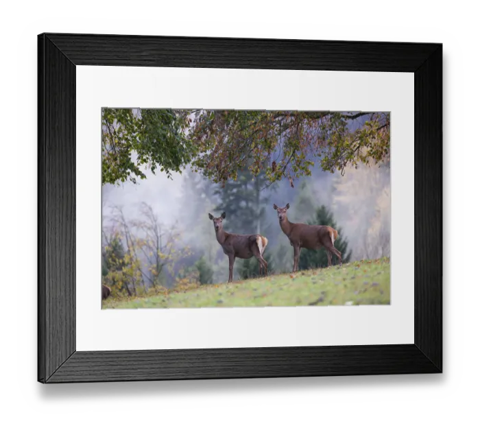 Framed Print : Two red deer hinds (Cervus elaphus) stand in a meadow Framed Print : Two red deer hinds (Cervus elaphus) stand in a meadow