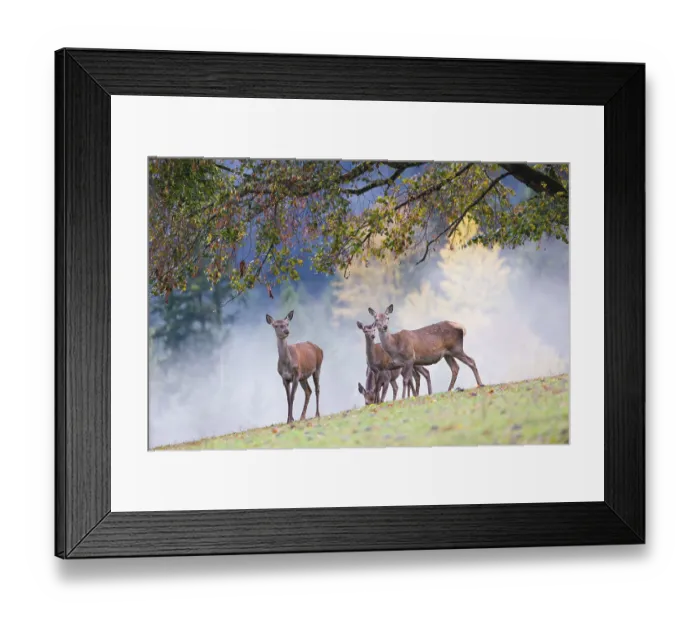 Framed Print : Five red deer hinds (Cervus elaphus) stand in a meadow Framed Print : Five red deer hinds (Cervus elaphus) stand in a meadow