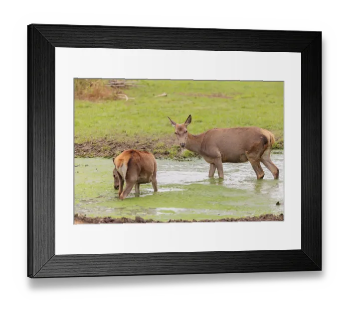 Framed Print : A red deer hind (Cervus elaphus) and her calf stand in a puddle in a meadow and drink