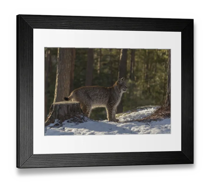 Framed Print : One young male Eurasian lynx, (Lynx lynx)