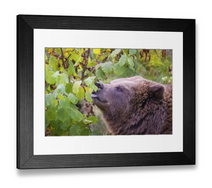 Framed Print : An adult female brown bear (Ursus arctos arctos) eating leaves from a birch tree