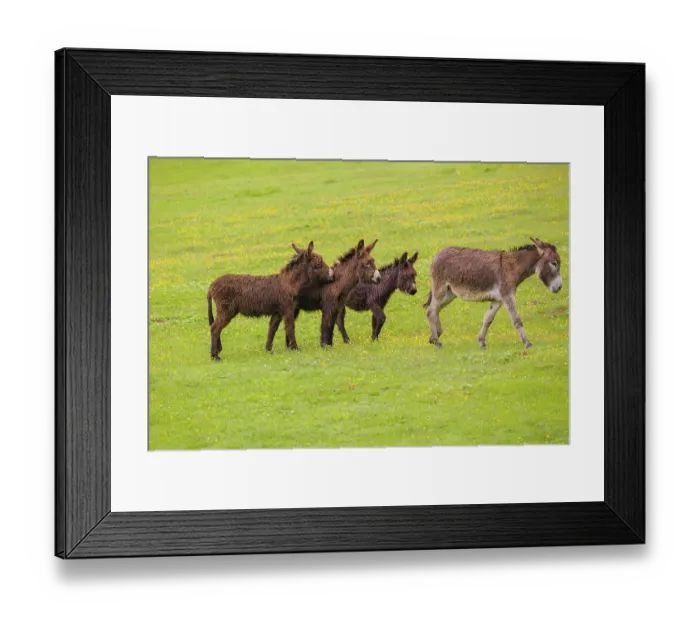 Framed Print : Three mixed breed donkey foals walk side by side to a bad tempered adult female donkey in a paddock