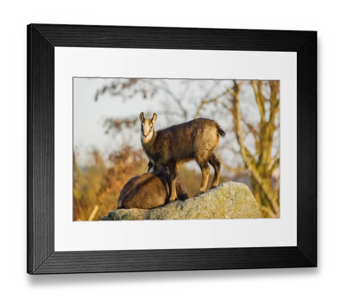 Framed Print : A young female chamois (Rupicapra rupicapra) standing on a rock