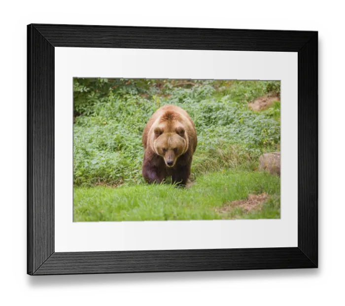 Framed Print : A Kamchatka brown bear (Ursus arctos piscator) runs across a meadow with tall grass between rocks and a forest