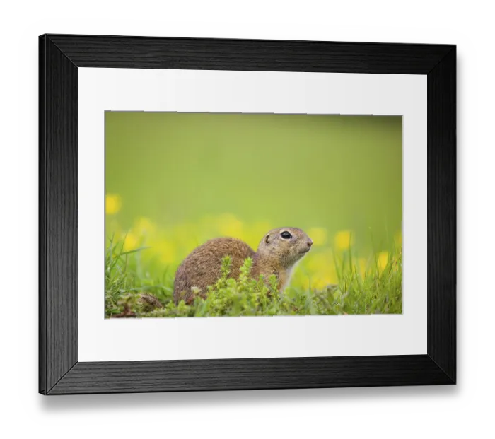Framed Print : An adult European ground squirrel (Spermophilus citellus) Framed Print : An adult European ground squirrel (Spermophilus citellus)