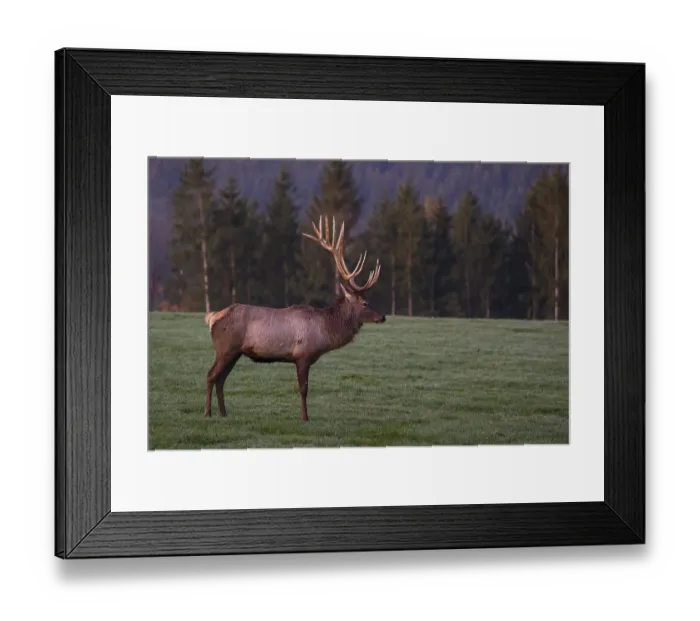 Framed Print : An Altai maral stag