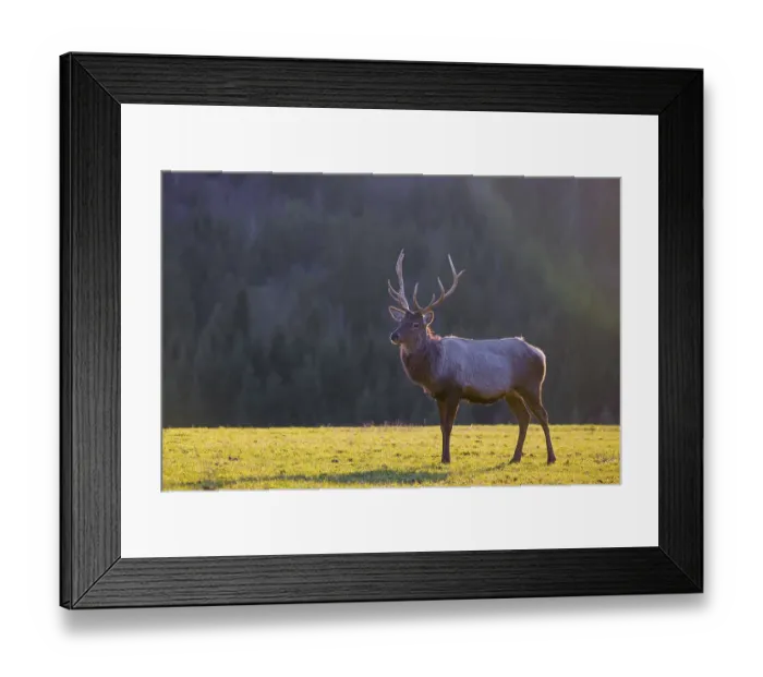 Framed Print : An Altai maral stag and two hind Altai wapiti or Altai elk (Cervus canadensis sibiricus) Framed Print : An Altai maral stag and two hind Altai wapiti or Altai elk (Cervus canadensis sibiricus)