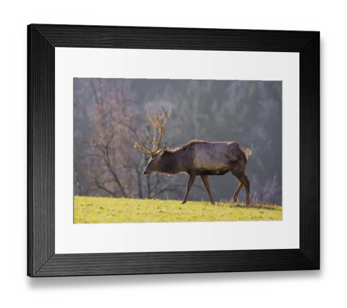Framed Print : An Altai maral stag Framed Print : An Altai maral stag