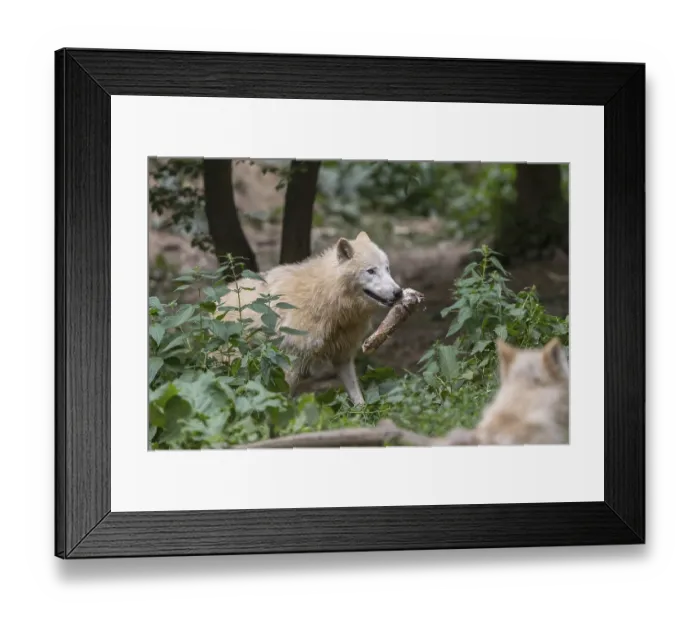 Framed Print : One Arctic wolf (Canis lupus arctos) walking thru dense green vegetation on hilly ground carrying a piece of prey Framed Print : One Arctic wolf (Canis lupus arctos) walking thru dense green vegetation on hilly ground carrying a piece of prey