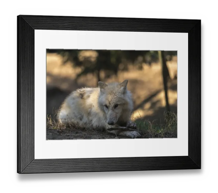 Framed Print : One Arctic wolf (Canis lupus arctos) lying on the forest floor