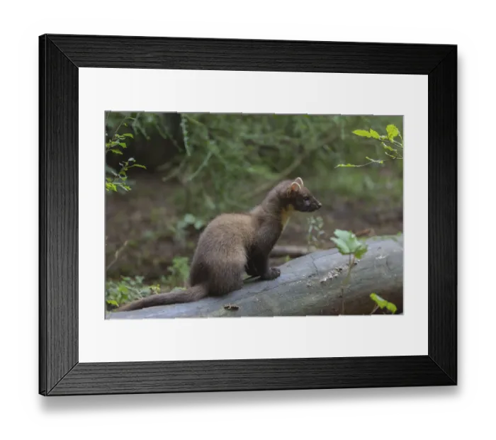 Framed Print : Young european pine marten sitting on the ground framed with green leaves