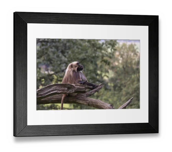 Framed Print : Portrait of an adult male Gelada (Theropithecus gelada) Framed Print : Portrait of an adult male Gelada (Theropithecus gelada)