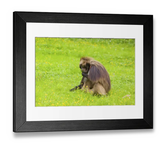Framed Print : A male Gelada (Theropithecus gelada) Framed Print : A male Gelada (Theropithecus gelada)