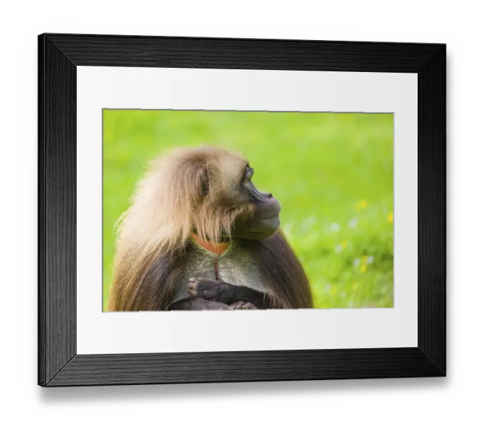 Framed Print : Portrait of an adult male Gelada (Theropithecus gelada)