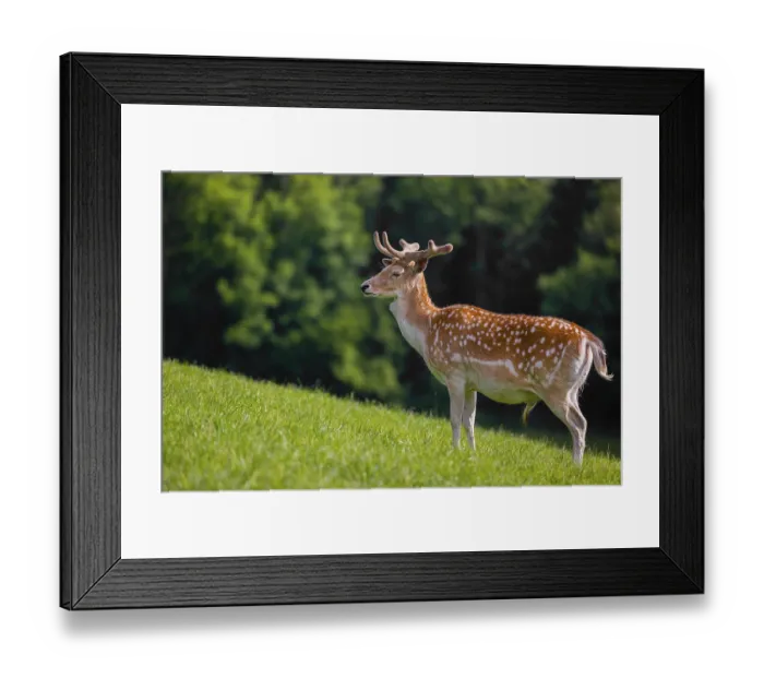 Framed Print : A male fallow deer (Dama dama) stands on a meadow