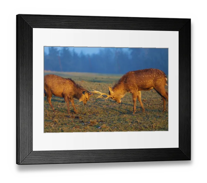 Framed Print : Two Dibowsky stags fighting on a meadow at sunrise Framed Print : Two Dibowsky stags fighting on a meadow at sunrise