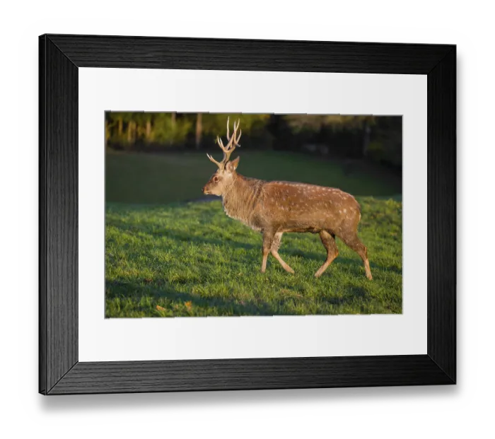 Framed Print : One Dybowski stag (Cervus nippon hortulorum) stands on a green meadow at sunrise