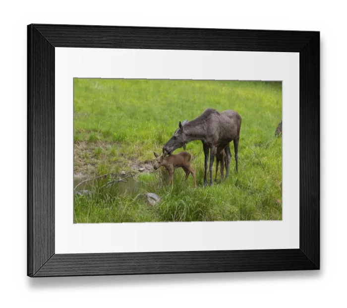 Framed Print : Two baby moose or elk (19 days old) Framed Print : Two baby moose or elk (19 days old)