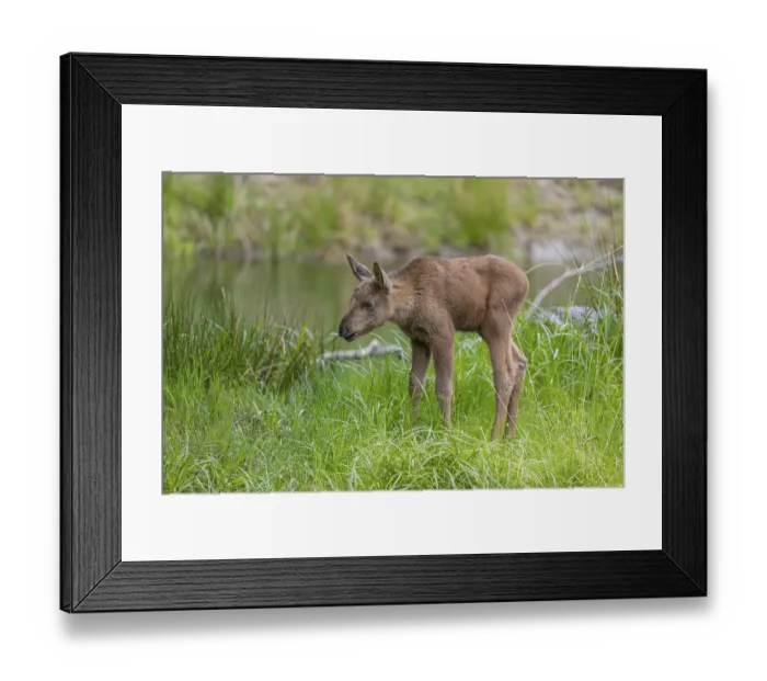 Framed Print : One baby moose or elk, Alces alces Framed Print : One baby moose or elk, Alces alces