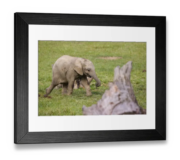 Framed Print : 18 months old African baby elephant (Loxodonta africana) plays and runs in a green meadow