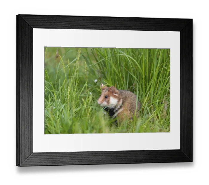 Framed Print : One European hamster (Cricetus cricetus)