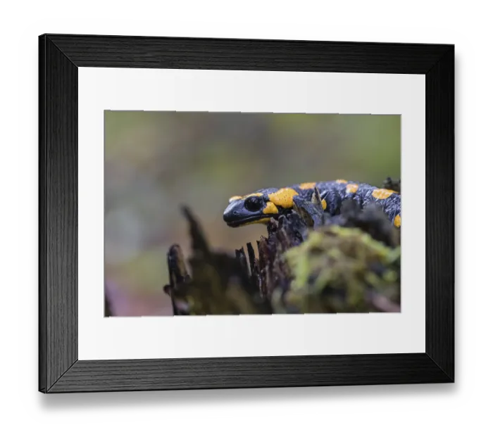 Framed Print : One fire salamander (Salamandra salamandra) rests on a tree stump on a rainy day Framed Print : One fire salamander (Salamandra salamandra) rests on a tree stump on a rainy day