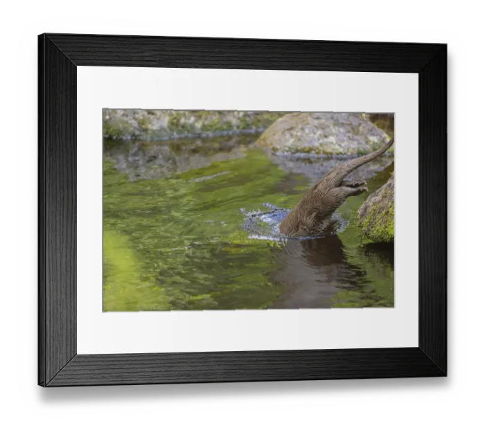 Framed Print : One Eurasian otter (Lutra lutra) Framed Print : One Eurasian otter (Lutra lutra)
