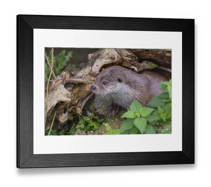 Framed Print : One Eurasian otter (Lutra lutra)
