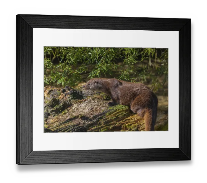 Framed Print : One Eurasian otter (Lutra lutra)