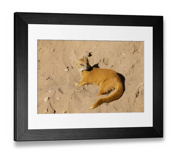 Framed Print : One yellow mongoose, Cynictis penicillata Framed Print : One yellow mongoose, Cynictis penicillata