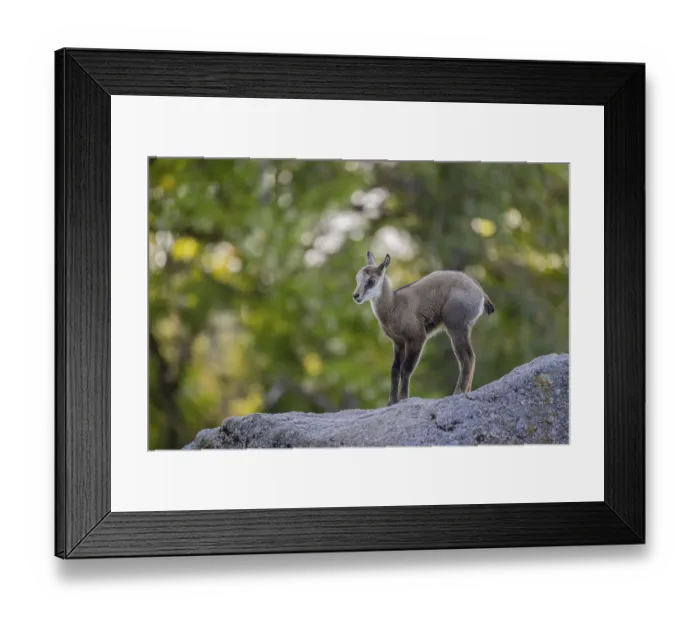 Framed Print : One young Chamois (Rupicapra rupicapra) standing on a rock