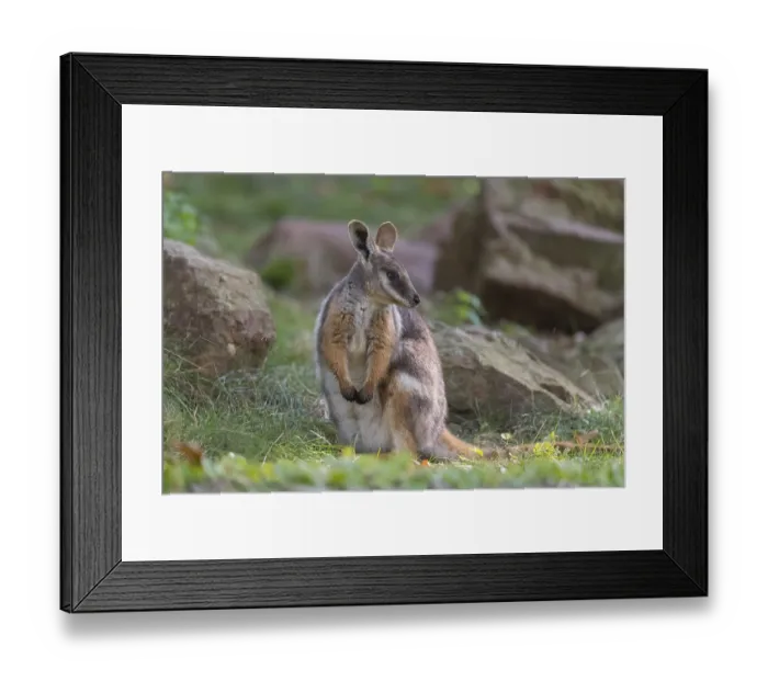 Framed Print : One yellow-footed rock-wallaby (Petrogale xanthopus)