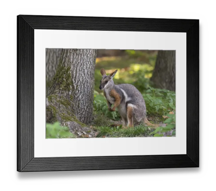 Framed Print : One yellow-footed rock-wallaby (Petrogale xanthopus)