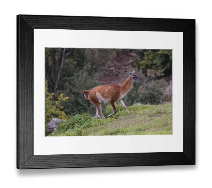 Framed Print : One male guanaco (Lama guanicoe) walks over steep terrain