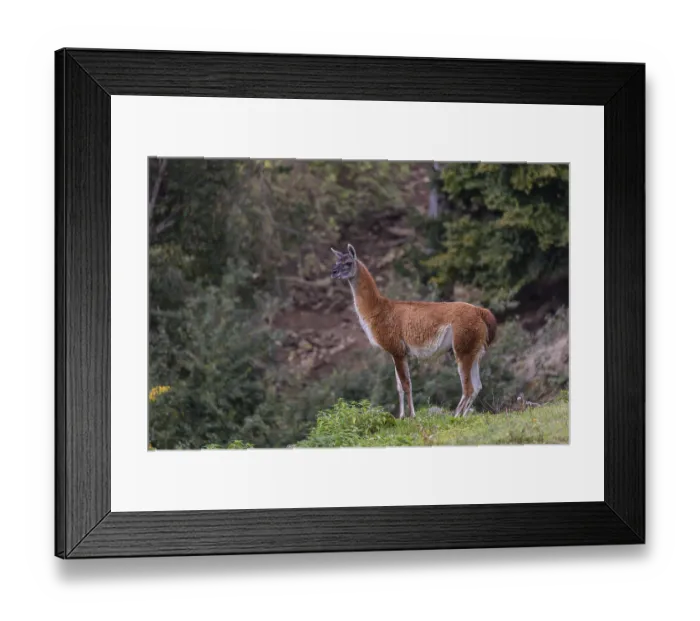 Framed Print : One male guanaco (Lama guanicoe) stands on steep ground