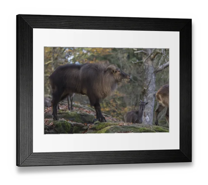 Framed Print : One female and one male Himalayan Tahr (Hemitragus jemlahicus) standing in a forest Framed Print : One female and one male Himalayan Tahr (Hemitragus jemlahicus) standing in a forest