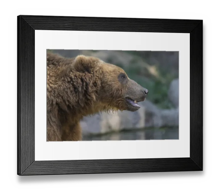 Framed Print : One Kamchatka brown bear (Ursus arctos piscator) Framed Print : One Kamchatka brown bear (Ursus arctos piscator)