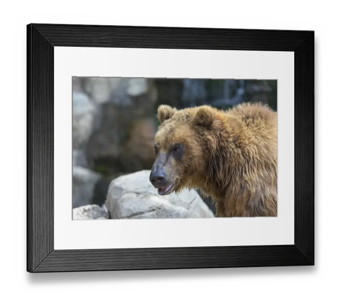 Framed Print : One Kamchatka brown bear (Ursus arctos piscator)