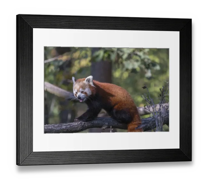 Framed Print : One red panda, Ailurus fulgens